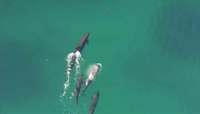 Watch - Rare footage of false killer whales hunting down a shark!