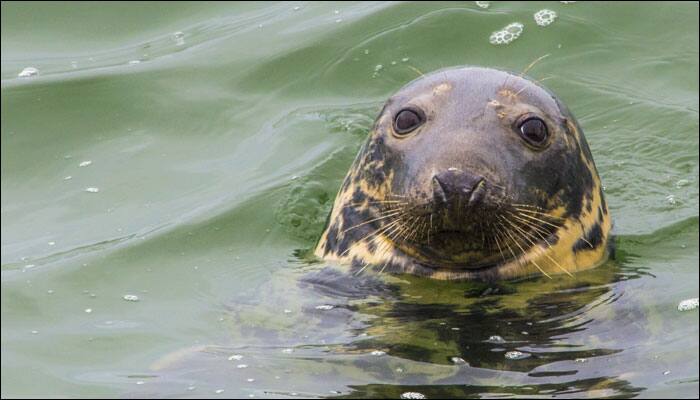 Man comes in contact with a Wild Grey Seal – Watch what happens next!