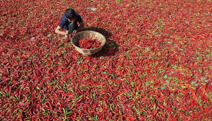 Europe gets a taste of Mahilabad&#039;s chillies