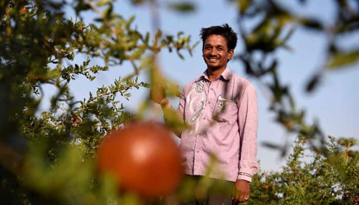 Ranga Reddy&#039;s pomegranate farm a rare success story in parched Karnataka