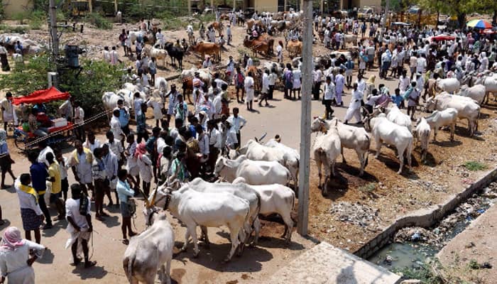Hardships galore: Drought-affected farmers sell-off their prized bullocks