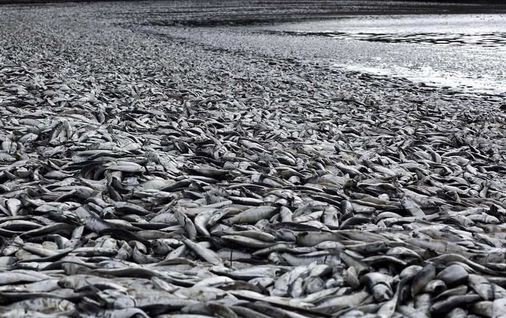 Dead sardines blanket Tolten beach in Temuco, Chile.