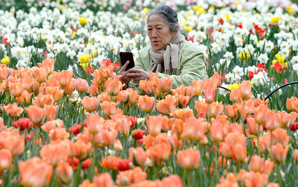 A woman takes a photo with her smartphone during the Canadian Tulip Festival at Commissioner's Park in Ottawa. 