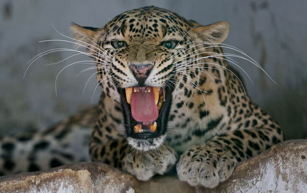 A panther reacts from its enclosure at the Kamala Nehru Zoo on a hot summer day in Ahmadabad.