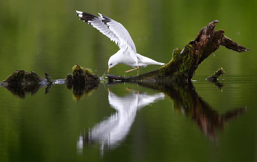 A gull rests on a driftwood on a pond at a forest near the village of Svisloch, 30 km (19 miles) east of Belarus capital Minsk.