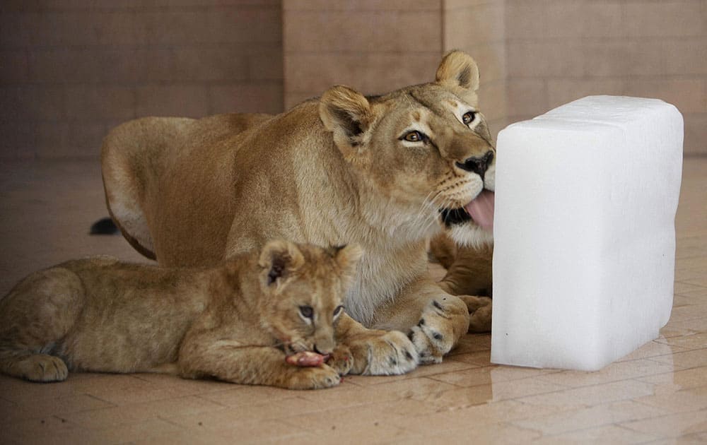 A lioness cools off by licking a slab of ice, during hot weather, at a zoo.