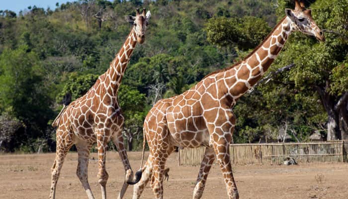This is what led to formation of giraffe&#039;s long neck!