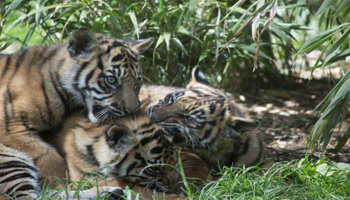  Shocking! This is what a wildlife trafficker did to these tiger cubs - Pic inside