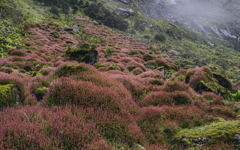 The Alpine shrubs in full bloom.