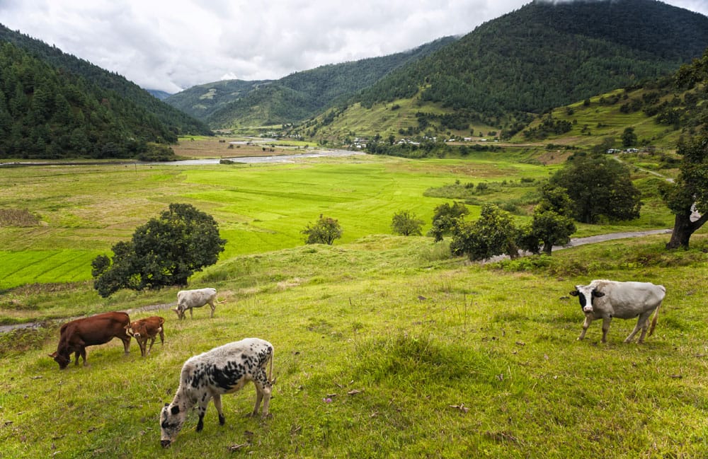 The lush green Sangti Valley.