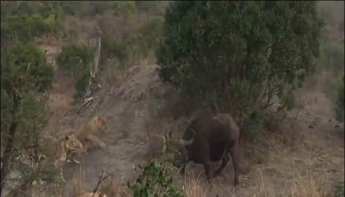 Watch video: A buffalo&#039;s desperate attempt to defend its young calf against three lionesses!