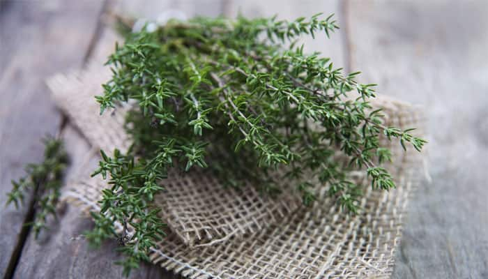 The tiny blossom of this marvelous herbs needs partial sunlight and thrives well in indoor moist temperature.

By Shruti Mishra

 
