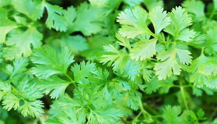 The deep green leaves of Corriander grow well in full sun and well draines soil
