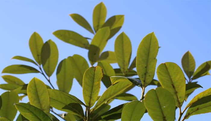 A small bay tree thrives in warm temperature that prefers partialy dry soil.
