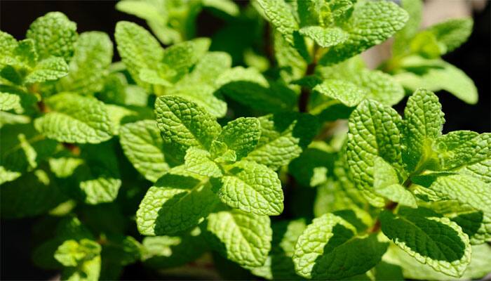 A perrinial herbs that needs adequet sunlight, warm temperature, and loosley textured sandy soil.
