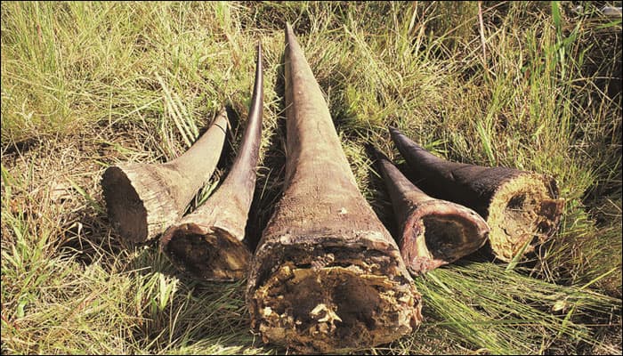 Over-hunting and over-fishing gives a massive push to loss of biodiversity. Poaching and other forms of hunting for wildlife trade increase the risk of extinction. The extinction of a predator at the top of a food chain, especially, can result in catastrophic consequences for ecosystems.

By Udita Madan
