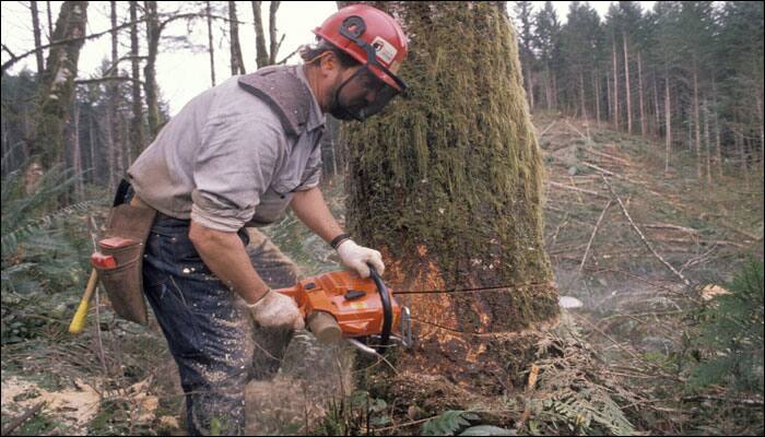 Deforestation directly hampers biodiversity and is one of the main causes of its loss. An estimated 18 million acres of forest are lost each year, due to human practices like logging, etc., which destroys the ecosystems upon which species depend.
