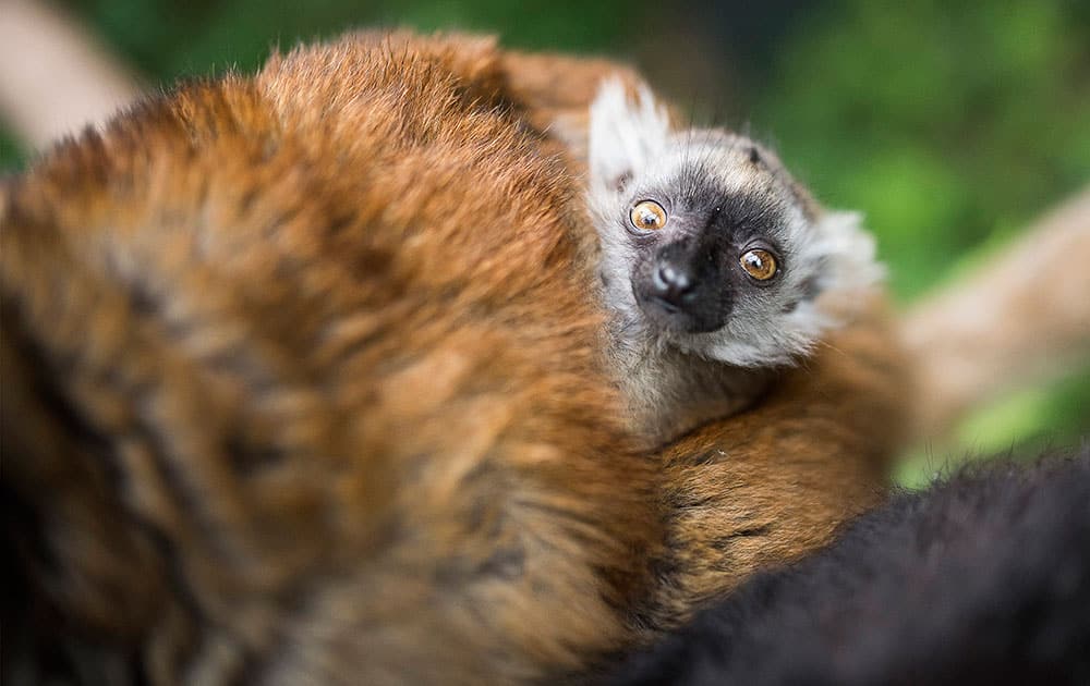 A seven-week old black lemur cub is with its mother in their enclosure in the Nyiregyhaza Zoo in Nyiregyhaza, 245 kms east of Budapest, Hungary.