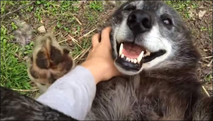Watch: You&#039;ll never see a wolfdog who wants a belly rub as much as this one!