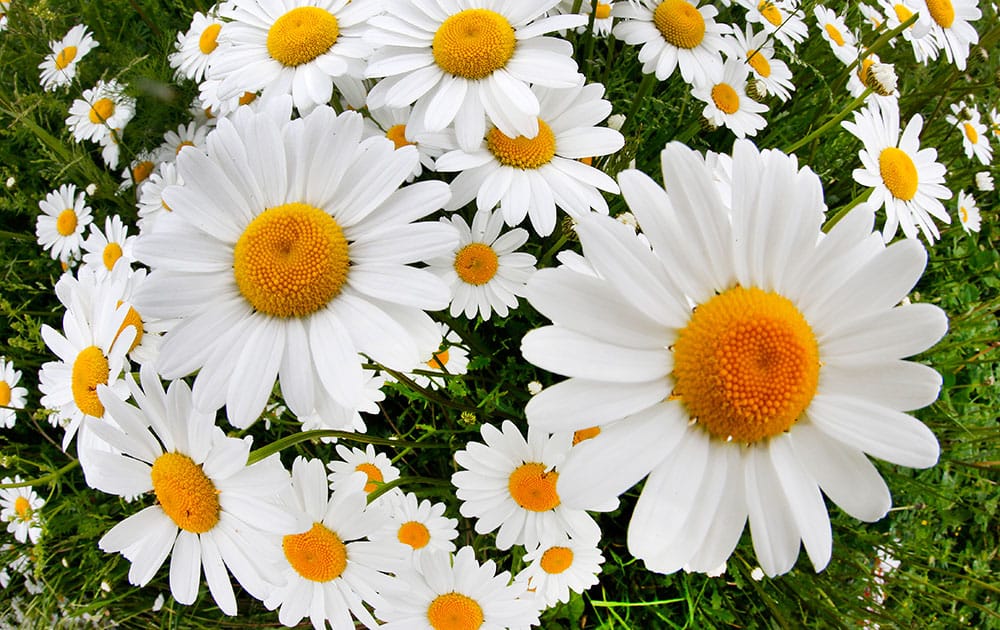 Blossoming marguerites stand on a meadow s in Frankfurt, Germany.