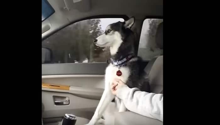 When Luna the husky demanded belly rubs during car ride – Watch the adorable moment! 