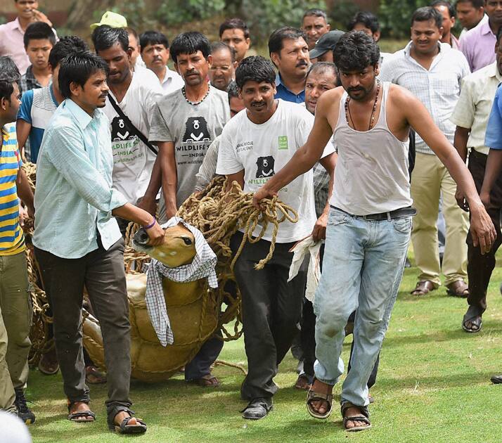 The stray nilgai calf that was running frenzied near the Parliament House being rescued after a four-hour-long operation in New Delhi.