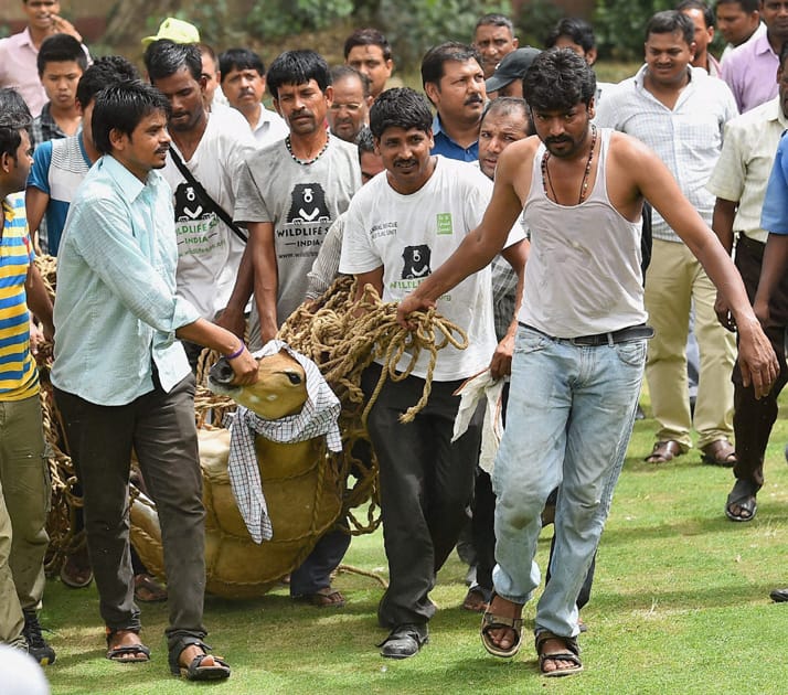 The stray nilgai calf that was running frenzied near the Parliament House being rescued after a four-hour-long operation in New Delhi.