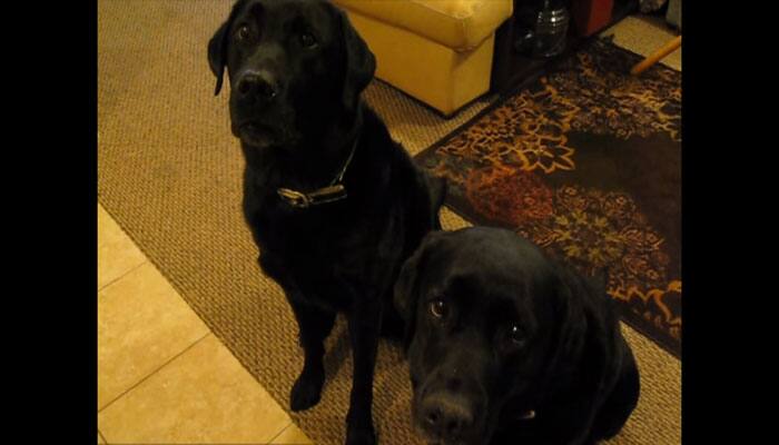 Who stole the cookie? Let the canine siblings solve this mystery! - Watch video