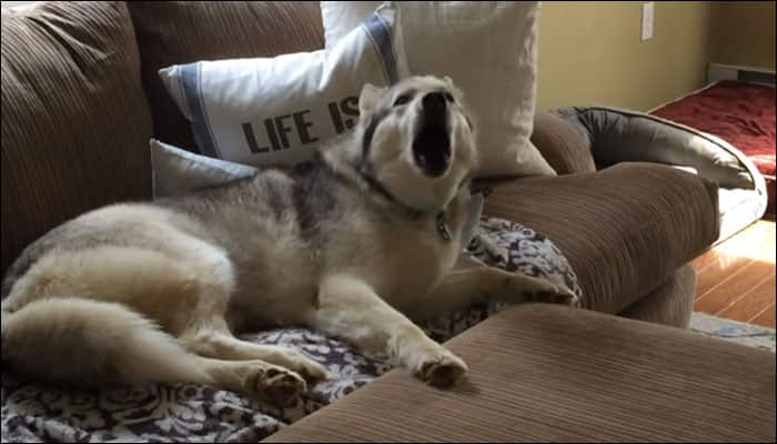 Watch video: Zeus the husky throws the most priceless tantrum; refuses to get off the couch!