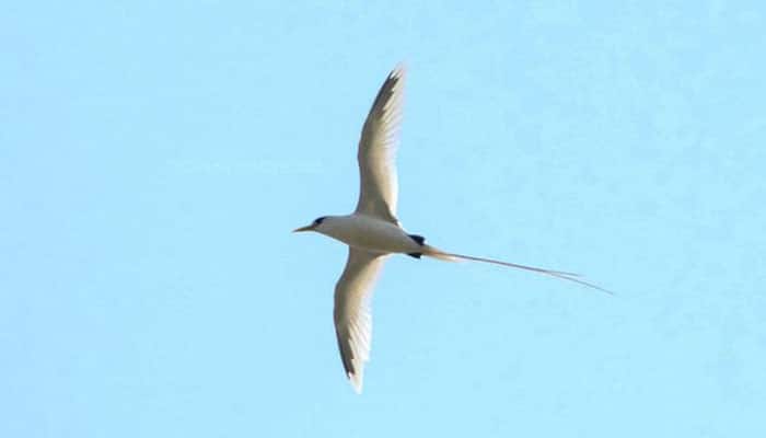 Image of this rare seabird spotted near Port Blair is truly mesmerising!