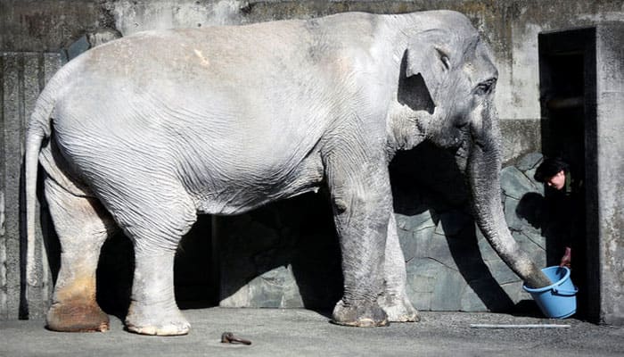 Watch: After 67 years of concrete prison &#039;world&#039;s loneliest elephant&#039; dies in Tokyo