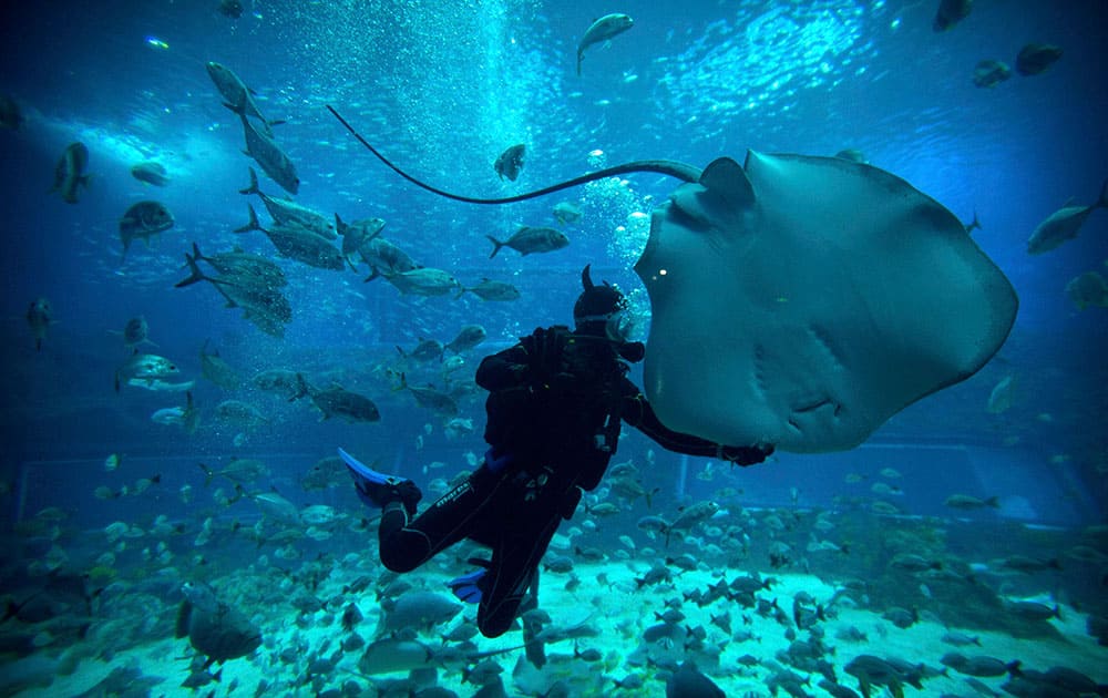 A diver swims with a ray at an indoor ocean park aquarium at the Wanda Cultural Tourism City in Nanchang in southeastern China's Jiangxi province.