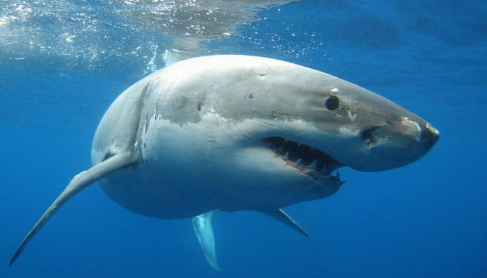  Sharks possess distinct personalities like humans