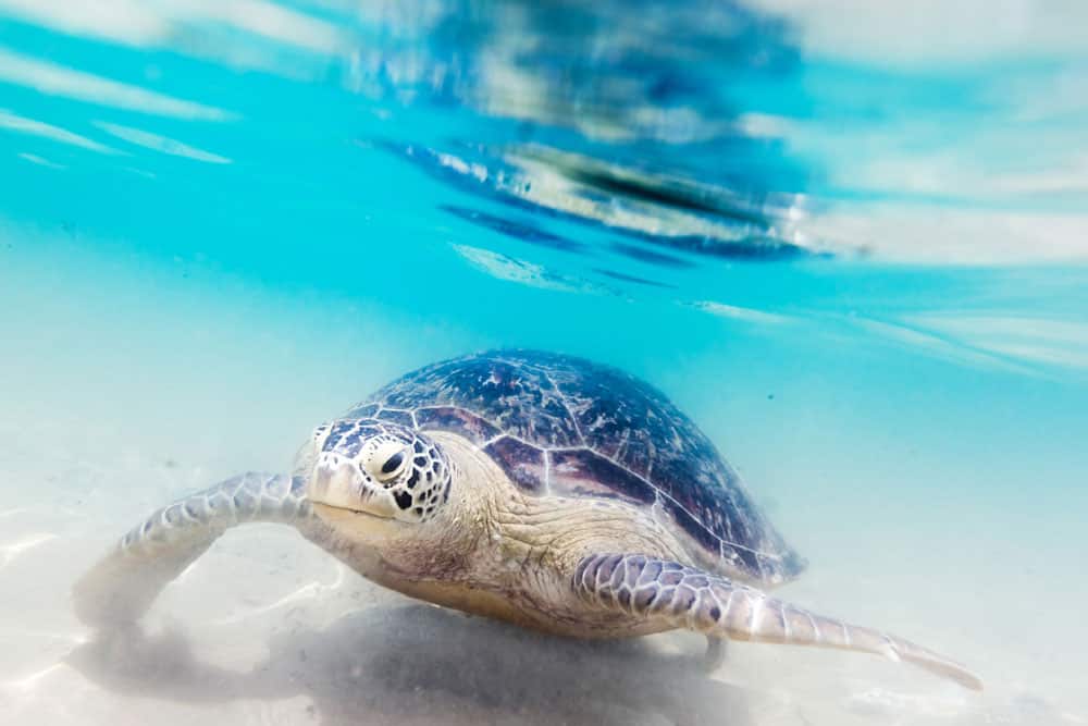 Turtle at Hikkaduwa beach (Pic courtesy: Thinkstock Photos)