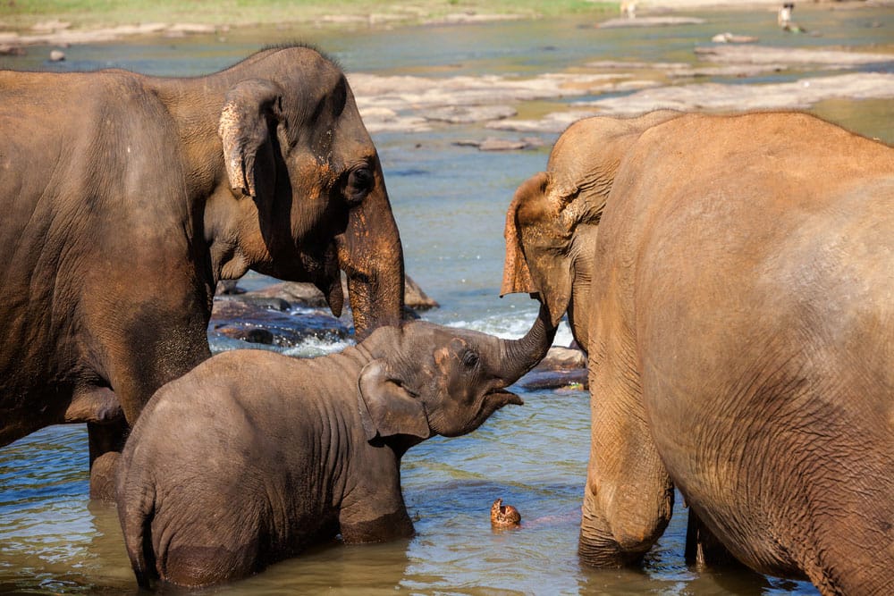 Elephants of Pinnawala elephant orphanage bathing in river (Pic courtesy: Thinkstock Photos)