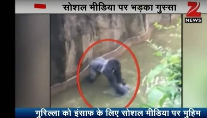 Gorilla shot dead after child falls into enclosure at Cincinnati Zoo ...