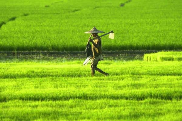 Govt bullish on farm sector growth on hopes of good monsoon