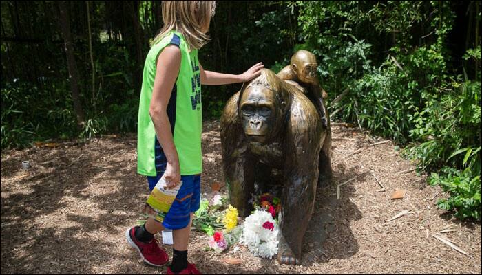 Cincinnati Zoo director backs decision to kill Harambe the gorilla to save boy!