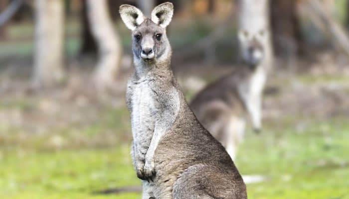 Kangaroo jumps on Australian woman&#039;s implanted breasts, damages them