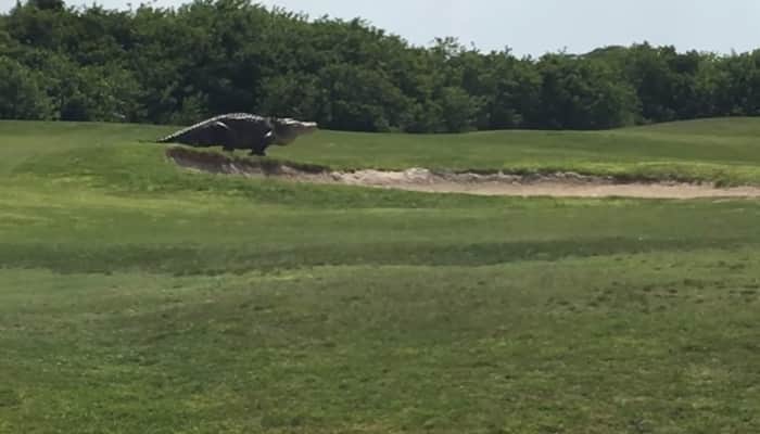 When &#039;giant&#039; alligator took a stroll across Florida golf course – Watch!