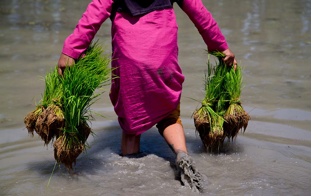 A farmer carries rice saplings for replanting in a paddy field on the outskirts of Srinagar.