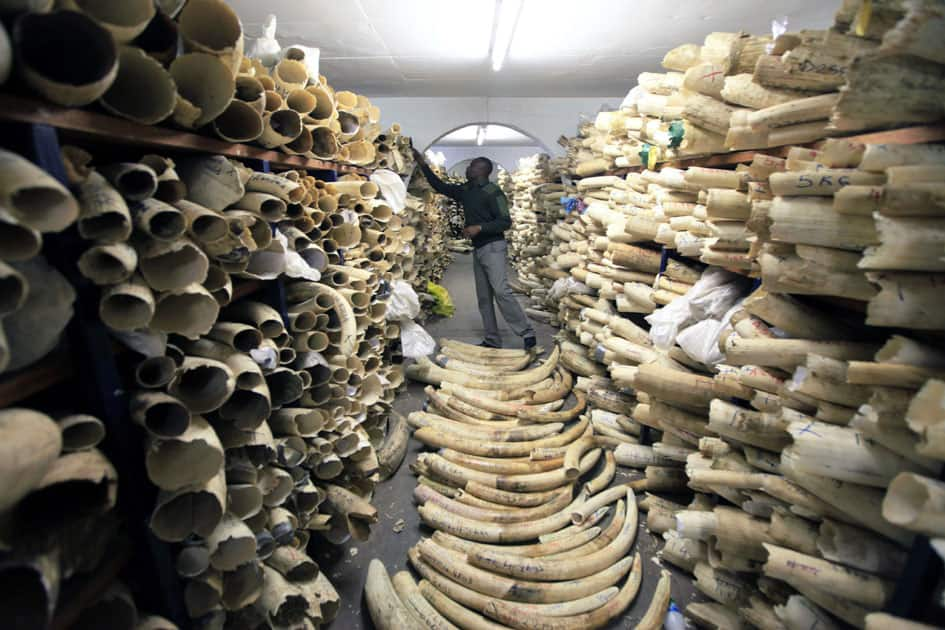 A Zimbabwe National Parks official inspects the stock during a tour of the country's ivory stockpile at the Zimbabwe National Parks Headquarters in Harare.