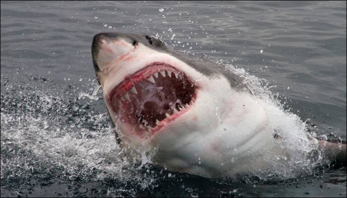Shark attack leaves surfer fighting for life after losing leg; mammal killed!