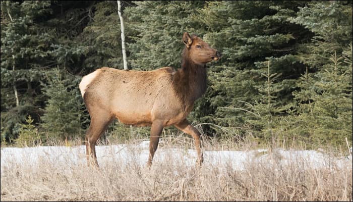Watch video: Irked Elk charges at Yellowstone National Park visitor!