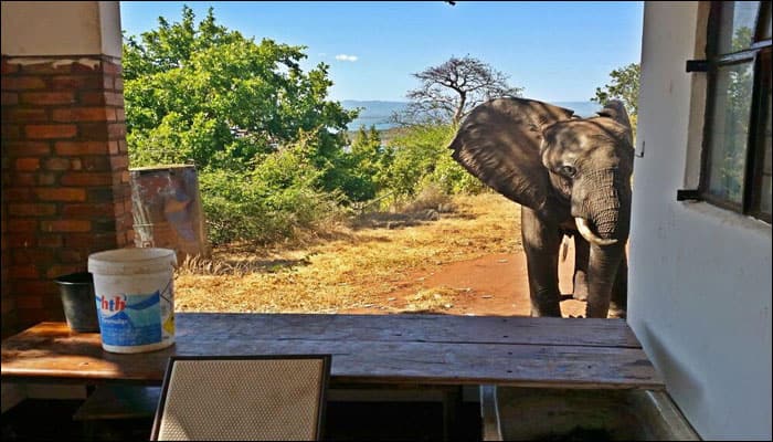 Elephant found pleading for help after being shot by poachers!