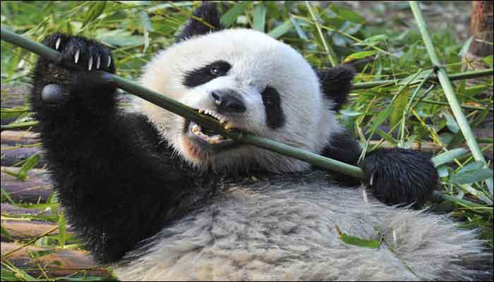 Watch: Chinese Panda gives birth to a rare cub in Belgium zoo!