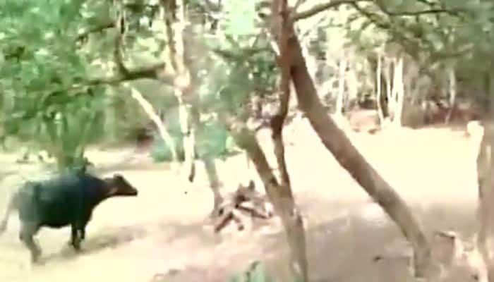 OMG! UNBELIEVABLE visuals - Buffalo attacks lion in Gujarat&#039;s Gir National Park | WATCH