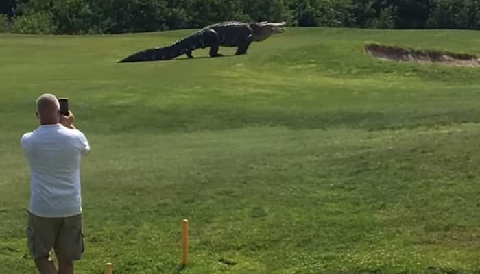 WATCH: This giant alligator is no less than dinosaur - What happened when man spotted it in golf course