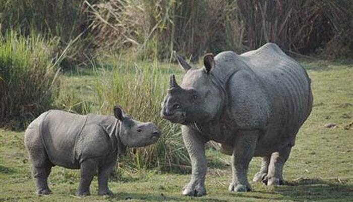 Watch: Rare Sumatran Rhino gives birth to baby girl in Indonesia!
