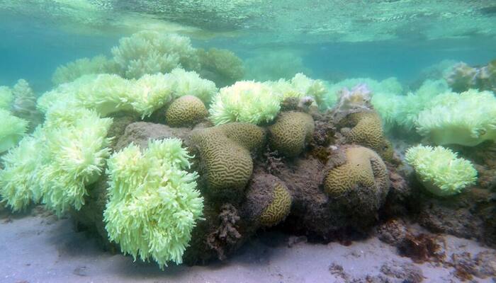 Ocean&#039;s corals can record history: Study